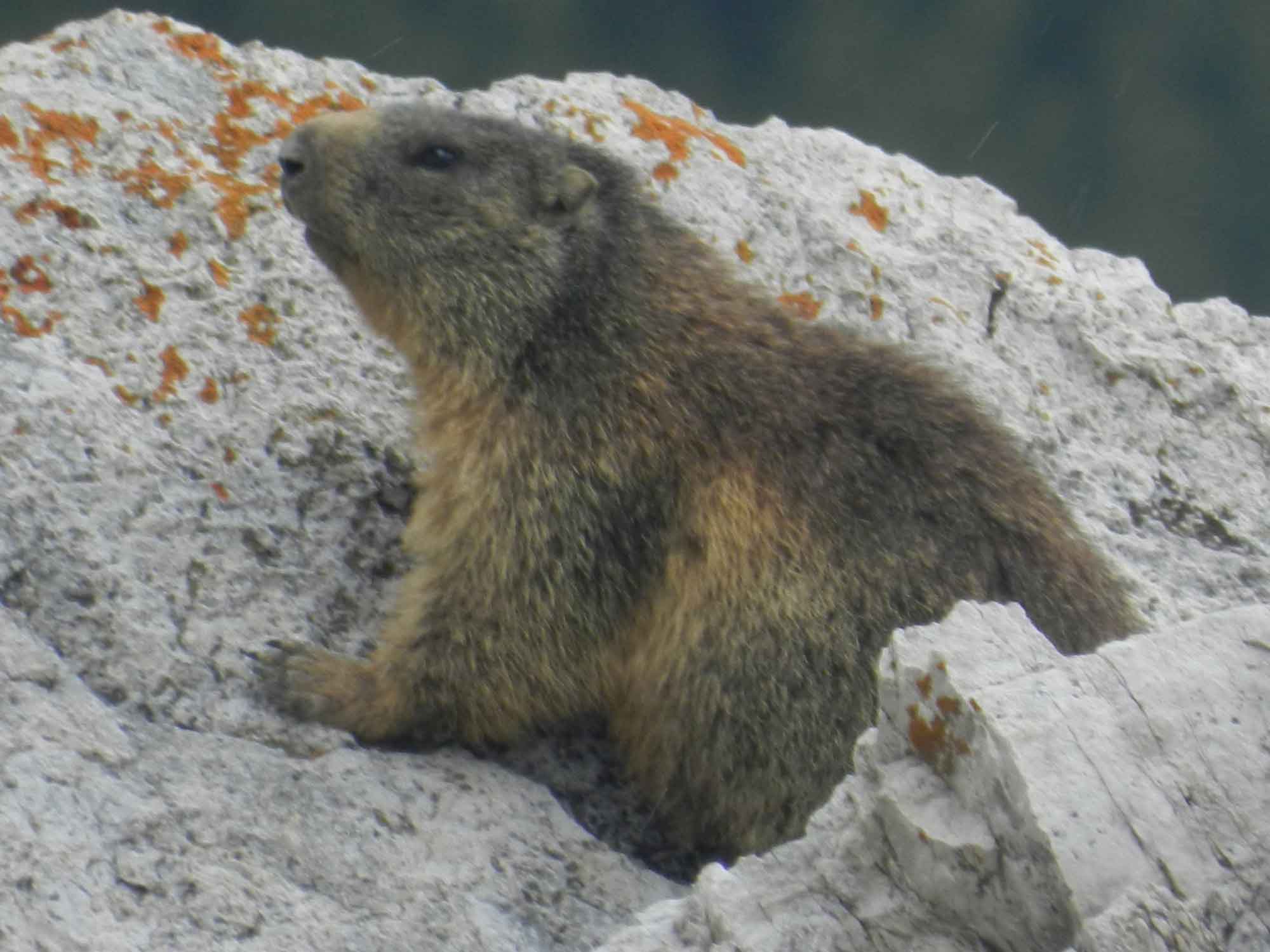 Marmotta - Dolomiti bellunesi
